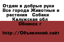 Отдам в добрые руки  - Все города Животные и растения » Собаки   . Калужская обл.,Обнинск г.